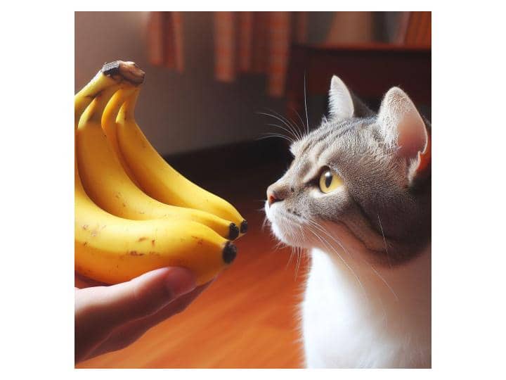Can Cat eats Banana