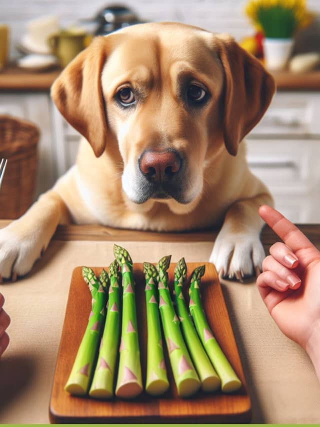 Can Dogs Eat Asparagus? Learn More