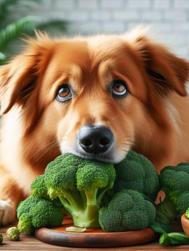 Can Dogs Eat Broccoli? A Comprehensive Guide