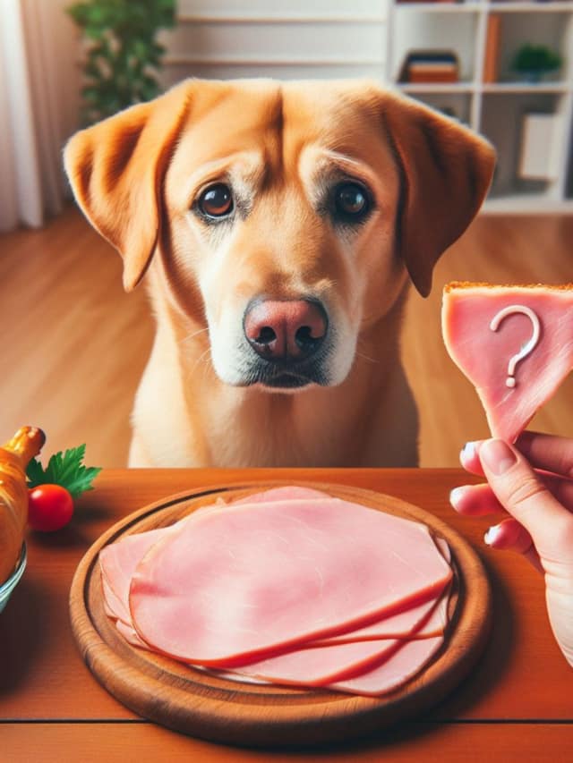 Can Dogs Eat Ham? Learn More