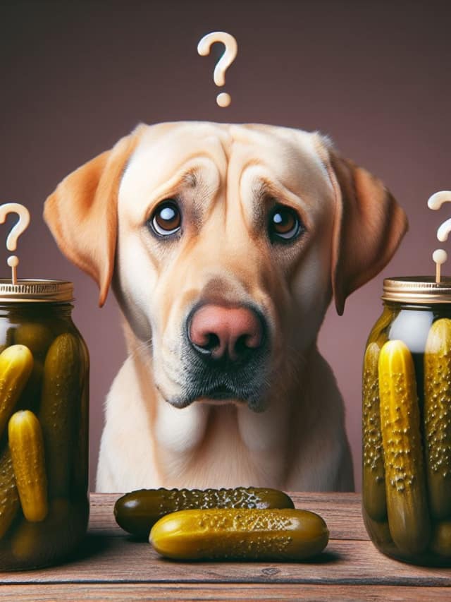 Can Dogs Eat Pickles? Learn More