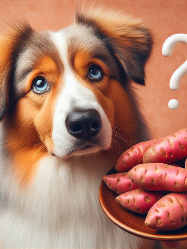 Can Dogs Eat Sweet Potatoes? A Complete Guide